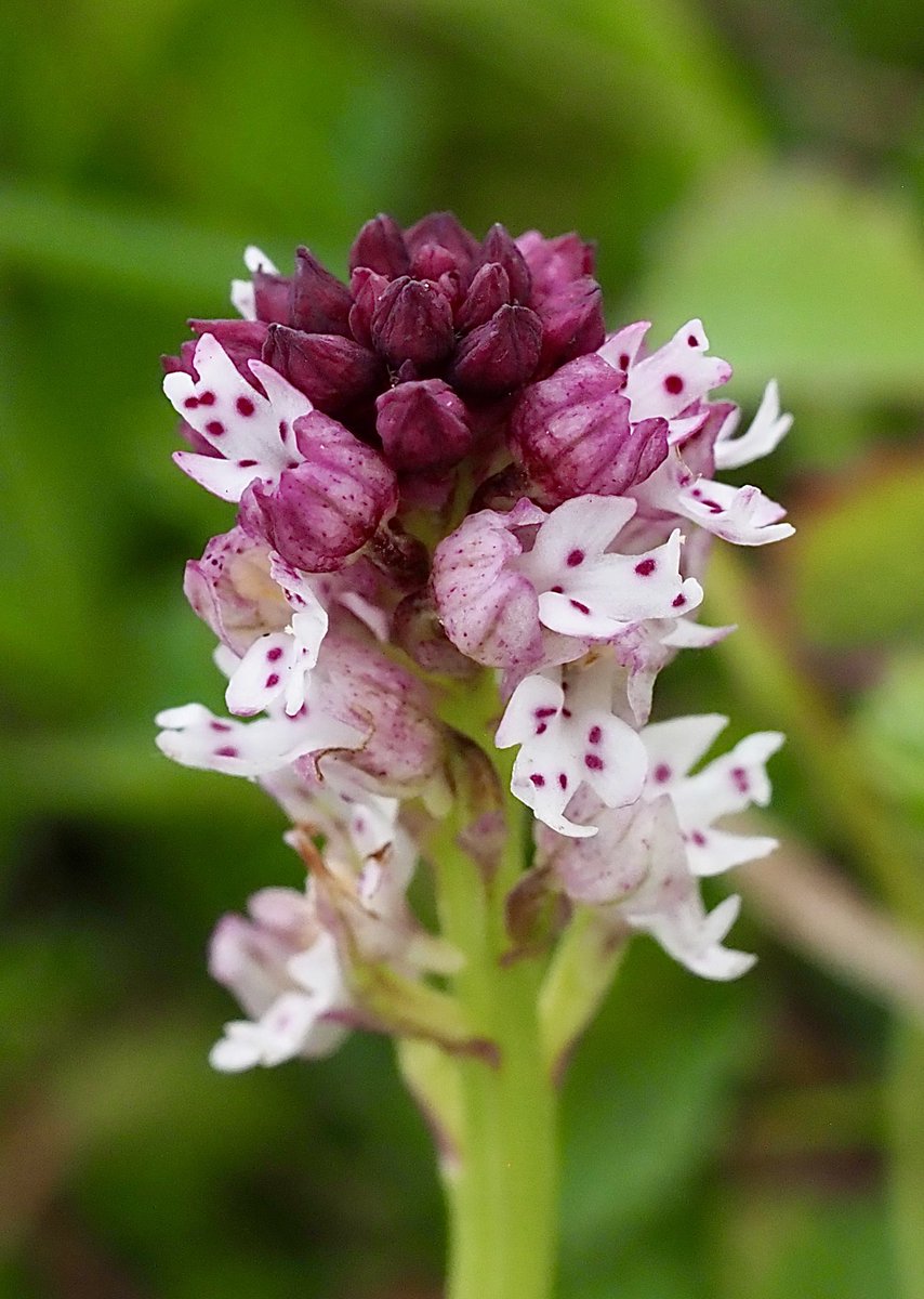 Peter Vaughan (@pvaughanecology) on Twitter photo Burnt Orchid, late-flowering variant (Neotinea ustula var. aestivalis), north-west #Hampshire 14/07/2024. #orchids <a href="/ukorchids/">Wild Orchids UK & Ireland</a> <a href="/EuropeanOrchids/">European Orchids & Wildflowers</a> Burnt Orchid, late-flowering variant (Neotinea ustula var. aestivalis), north-west #Hampshire 14/07/2024. #orchids <a href="/ukorchids/">Wild Orchids UK & Ireland</a> <a href="/EuropeanOrchids/">European Orchids & Wildflowers</a>