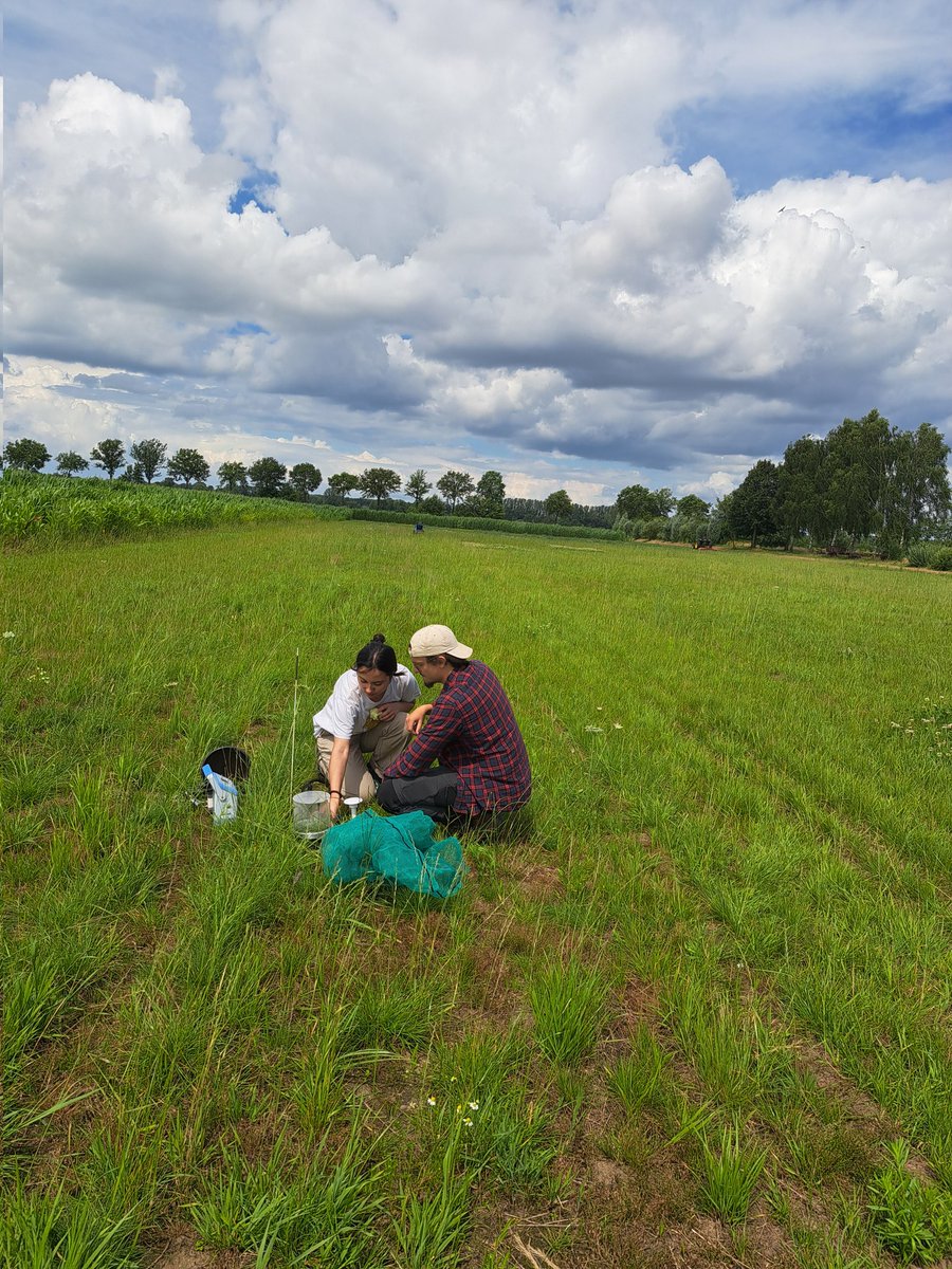 Emilia Hannula (@e_hannula) on Twitter photo First official sampling (after the zero-measurements) of our grassland root-diversity experiment! Plant communities had established pretty good and now time to look into microbes #fungi, animals, and carbon! <a href="/cml_biodiv/">Biodiversity Research Leiden University (CML)</a> <a href="/SBL_WUR/">Soil Biology Group - WUR</a> <a href="/sophieplancht/">Sophie Planchenault</a> #fieldwork First official sampling (after the zero-measurements) of our grassland root-diversity experiment! Plant communities had established pretty good and now time to look into microbes #fungi, animals, and carbon! <a href="/cml_biodiv/">Biodiversity Research Leiden University (CML)</a> <a href="/SBL_WUR/">Soil Biology Group - WUR</a> <a href="/sophieplancht/">Sophie Planchenault</a> #fieldwork