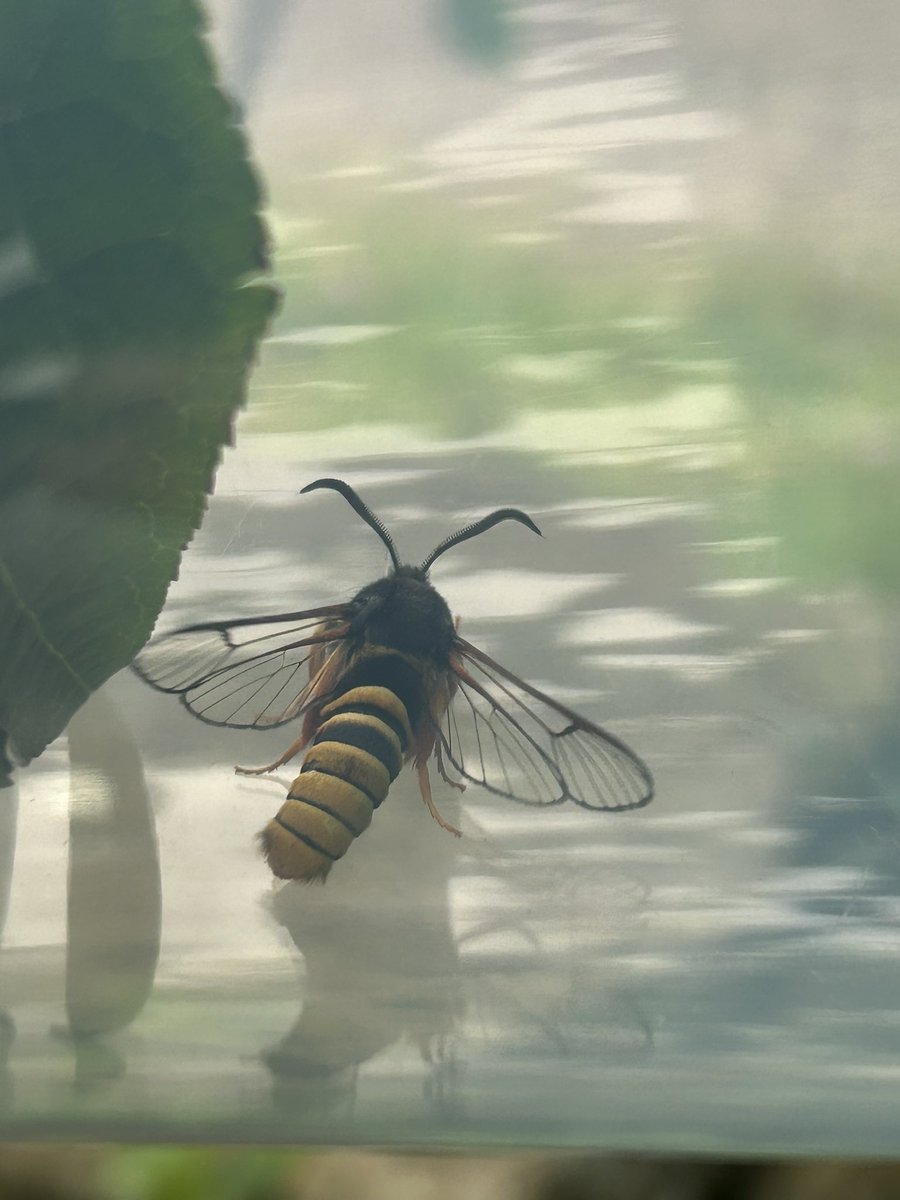 CelinaEPearson's tweet photo. Unbelievable catch in @twitcherspud ‘s garden, a Lunar Hornet Clearwing! A moth we’ve both been wanting to see since we starting mothing! Thanks to @JillWarwick for the lure guidance
#moth #mothing #clearwing #yorkshire #farmingfornature #agri #agriculture
@DoubleKidney https://t.co/EM53i38rhV