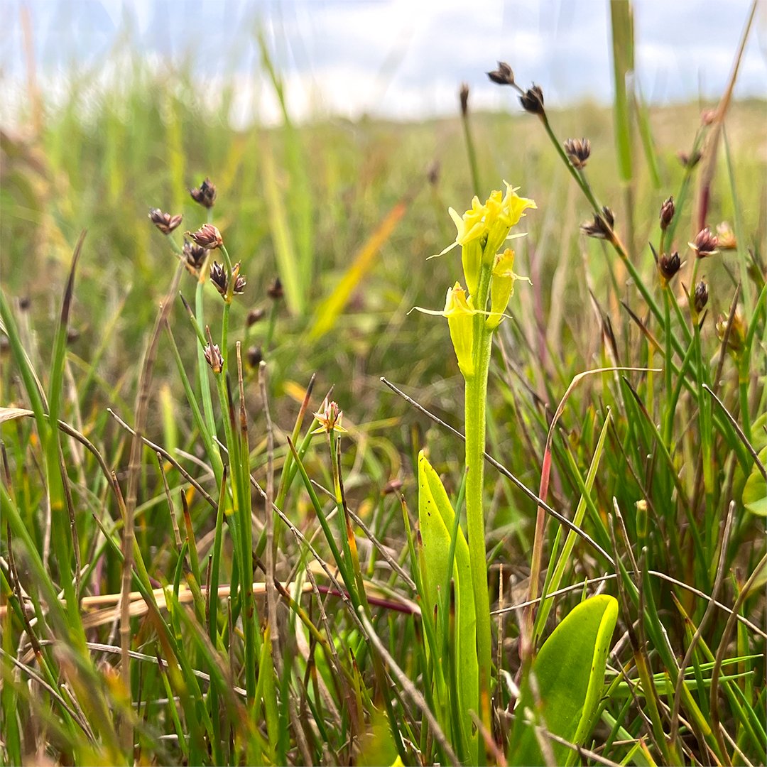 Vers van de pers! 👀 Deze unieke waarneming van de bijzondere Groenknolorchis in een van onze gebieden 💚 Hij valt misschien niet zo op tussen al het groen, maar onze ecoloog Rik sprong 'ie gelijk in het oog. Een bijzonder en belangrijk resultaat in gebied Spanjaards duin!