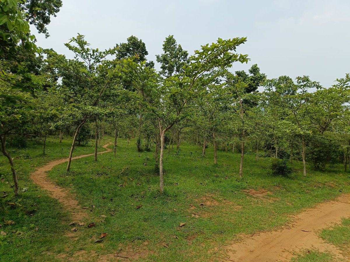 West Bengal Forest Department tweet media