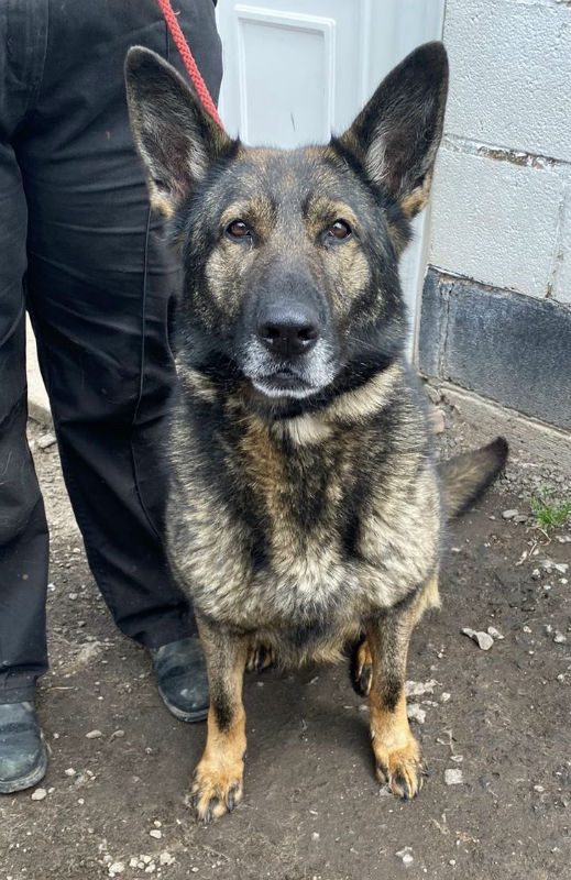 gsrescueelite's tweet photo. Zara is 4yrs old and she was found in a locked van with another #GermanShepherd on a hot day last year, Zara is a sweet girl but she does have a history of security work so will need an exp home 
#dogs #Cornwall 
https://t.co/HlM6inyxAq https://t.co/rpx7enOGWr