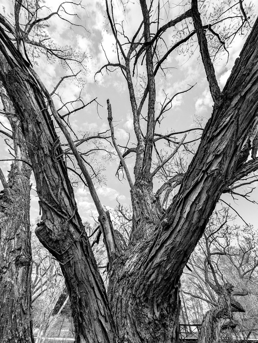 vintiga's tweet photo. Dead Tree
Pixel 8 Pro Shot / Edit
#DeadTree #Leafless #Dowtown #StLouis #DowntownStLouis #WalkAbout #PhotographyIsArt #Photography #BlackAndWhite #BlackAndWhitePhotography #Pixel8 #Pixel8Pro #PixelPhotography #ShotOnPixel #GooglePixel https://t.co/6n4uScU6cR