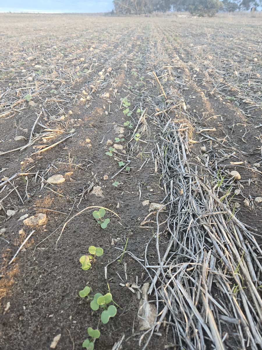 Something  little different this week some sheep work also some emerging canola/lupin crops from the other week. Urea has gone out spraying is in full swing. Gosh it's still on the dry side. Fingers crossed for some sky juice.