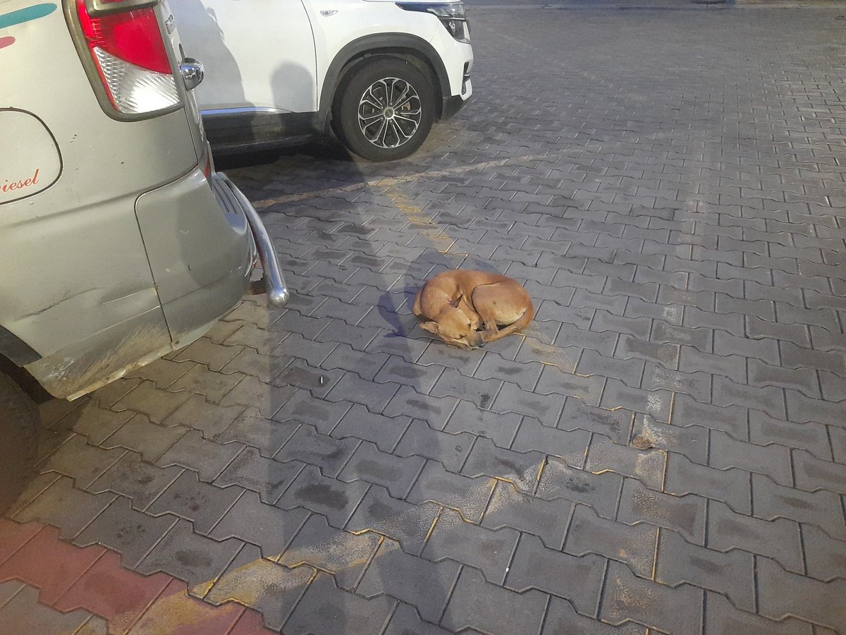 _soccerfever_'s tweet photo. @cmrlofficial There are approximately 10-15 dogs at the Mannady Metro station, causing fear among passengers, especially those with children, due to the risk of dog bites. https://t.co/AC6OPnrtge