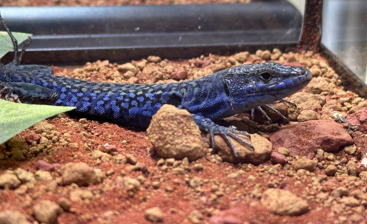 この血統の親を何匹か販売に放出しています。 RT名古屋店にて販売して