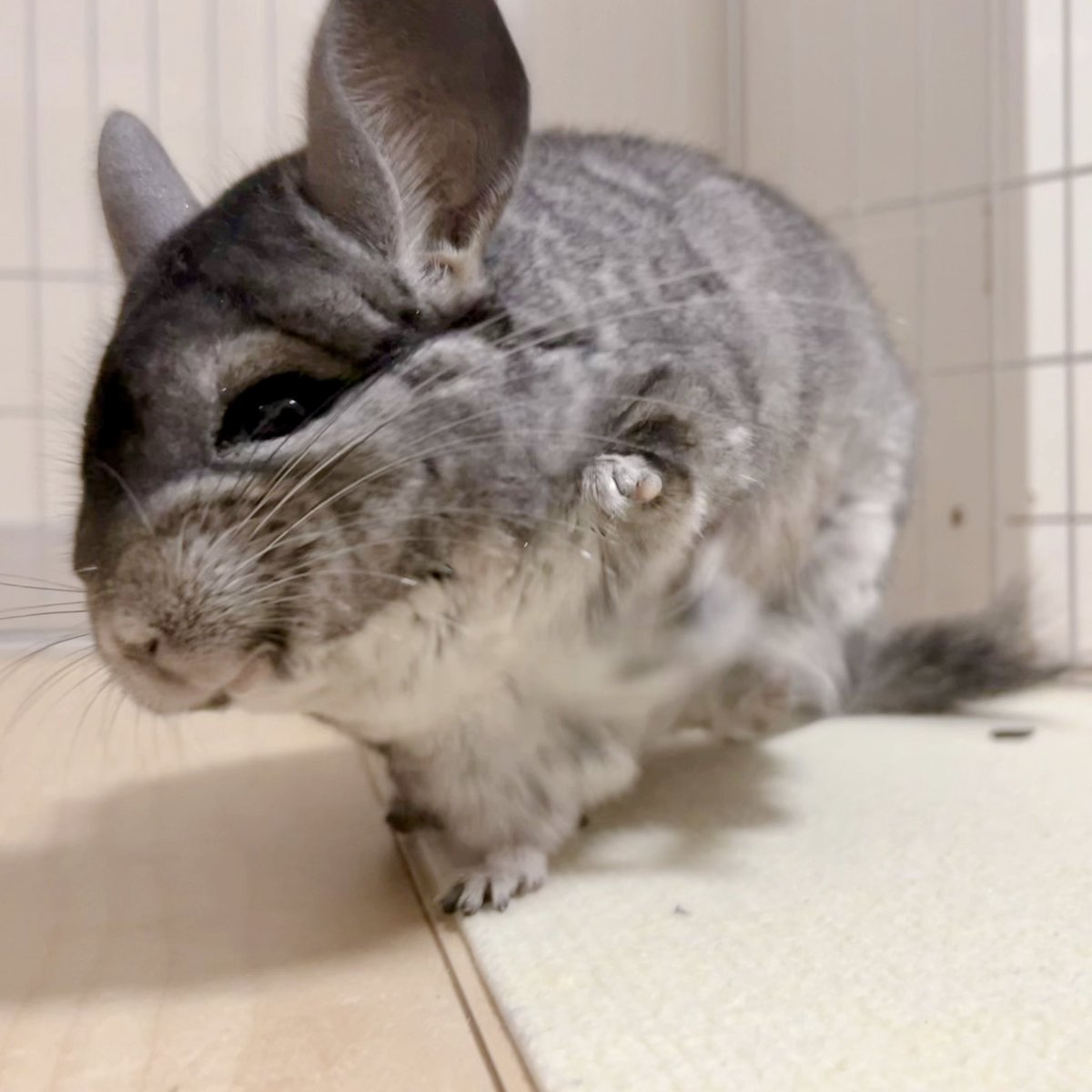 ちゃちこ ちゃちこ (@chachico_chu) • Instagram photos and videos