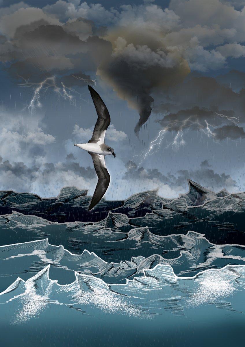 Did you know some #seabirds can track and follow #cyclones for days to #forage? Our new work brilliantly led by @FraVentoora describes this unique behavior shorturl.at/kdMz8. Results are thrilling, and the process-from brainstorming to analysis-was soo fun! #stormriders🌪️🐦