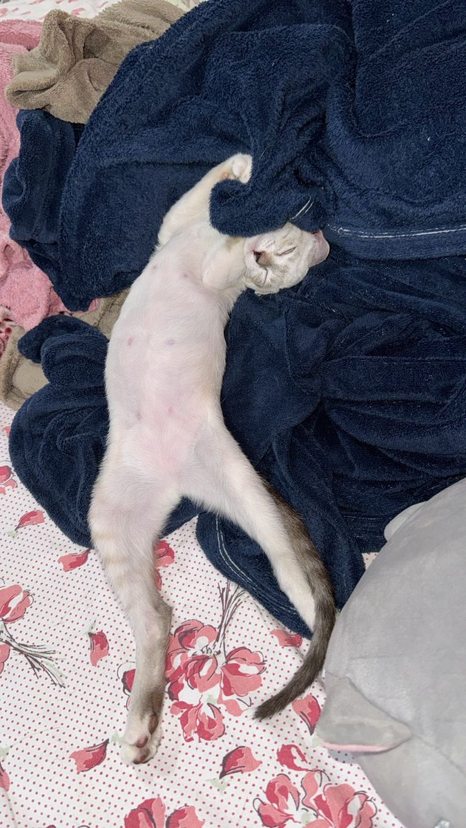 rizia_mendes's tweet photo. Bom dia Amicats pra quem acordou com coragem pois a Dalila tá só o bagaço da laranja 🍊 🫣🫣😹😹😹😹 #ajudeosgatosdarizia https://t.co/TyDTGCxa93