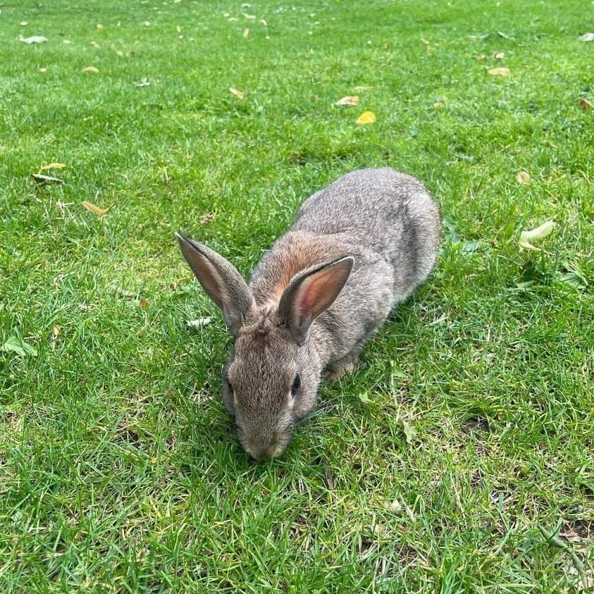 Rabbit Grooming (@rabbitgrooming_) / Posts / X