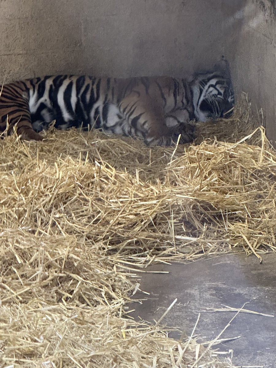 Some fun at Edinburgh zoo with the empowering woman group
