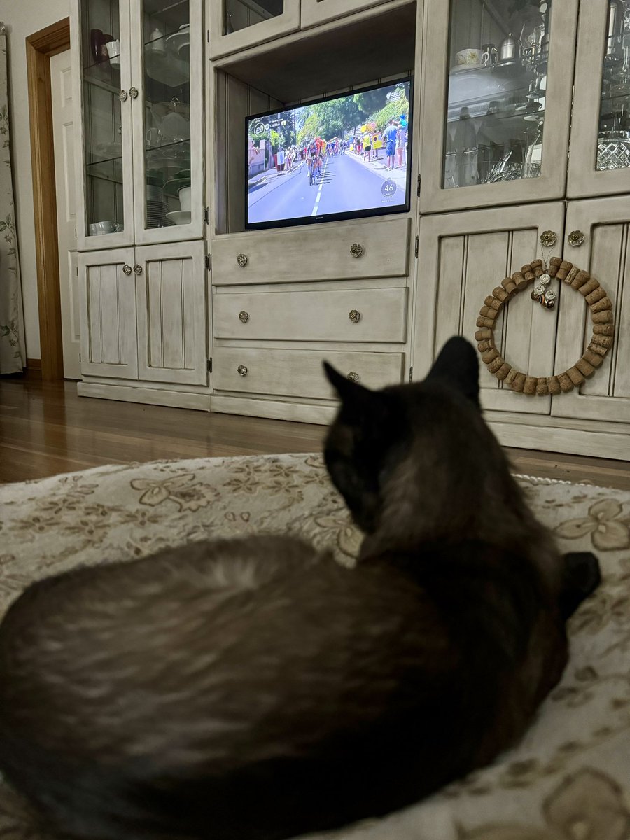 Romeo is staying awake - but this is his 14th tour so he understands this is a marathon not a sprint.  #tourcats #couxhpeloton #sbstdf