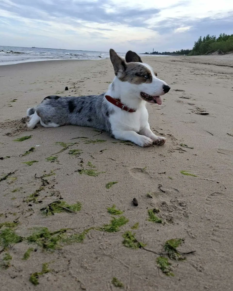 DzabKepa's tweet photo. Tā saka, ka man esot skaistākās acis 😍
#Una #exAdeila #sveicieninomājām #ķepuķepā #animalshelter #rescued #dog #korgi #greetingsfromhome #inlove #beautifuleyes #blueeyeddog #blueeyes https://t.co/0HeKemU7zy