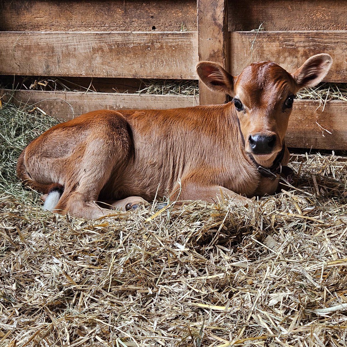 Our sweet new Jersey calf has a name.... meet Cooper!