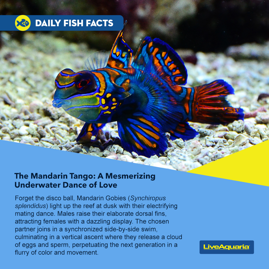 LiveAquaria's tweet photo. A date at dusk! This is the time Mandarins are most active. Males shake, rattle, and roll their dorsal fins to get the party started, creating a dazzling display of color in your marine or reef aquarium.
https://t.co/eV8VZaLkcU
#mandarin #mandarinfish #dragonet #marineaquarium https://t.co/5hH5tjgZPW