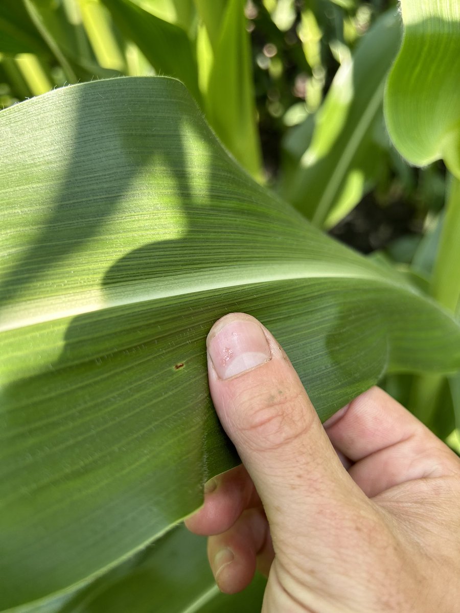 rvcinterns's tweet photo. Scouting for fungicide applications and found some common rust and western corn root worm beetles #RVCInterns
-JD https://t.co/8lstWlMzzC