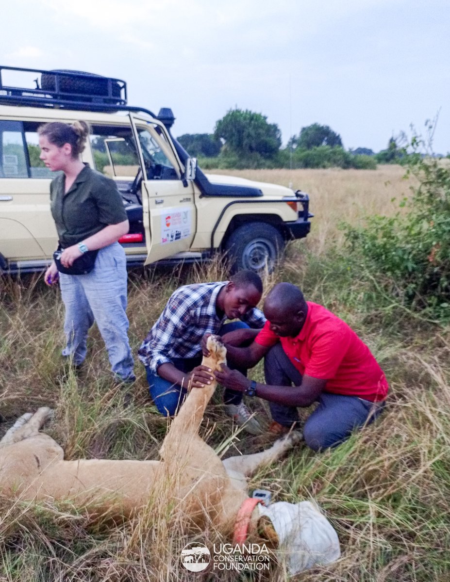 UgandaCF's tweet photo. The story of these sibling lionesses in #QueenElizabethNationalPark, Ngubi and her sister is one of survival, determination, resilience and the power of collaboration.

At just 9 months old, calamity struck when the two cubs lost their mother and were left vulnerable 

1/7 https://t.co/6MNHu86baY