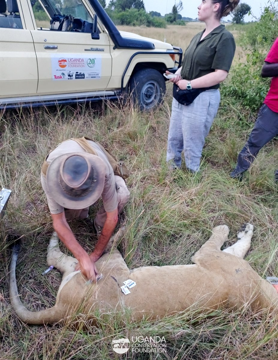 UgandaCF's tweet photo. The story of these sibling lionesses in #QueenElizabethNationalPark, Ngubi and her sister is one of survival, determination, resilience and the power of collaboration.

At just 9 months old, calamity struck when the two cubs lost their mother and were left vulnerable 

1/7 https://t.co/6MNHu86baY