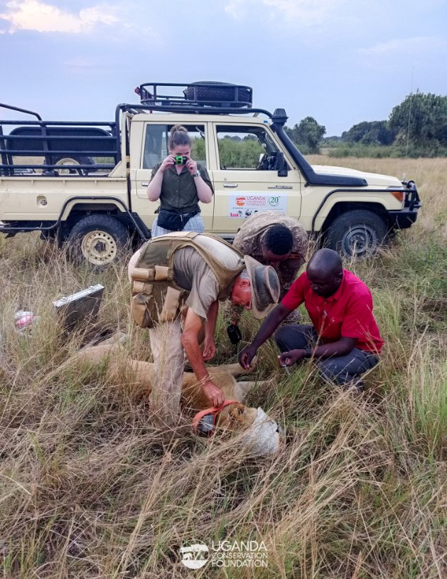 UgandaCF's tweet photo. The story of these sibling lionesses in #QueenElizabethNationalPark, Ngubi and her sister is one of survival, determination, resilience and the power of collaboration.

At just 9 months old, calamity struck when the two cubs lost their mother and were left vulnerable 

1/7 https://t.co/6MNHu86baY