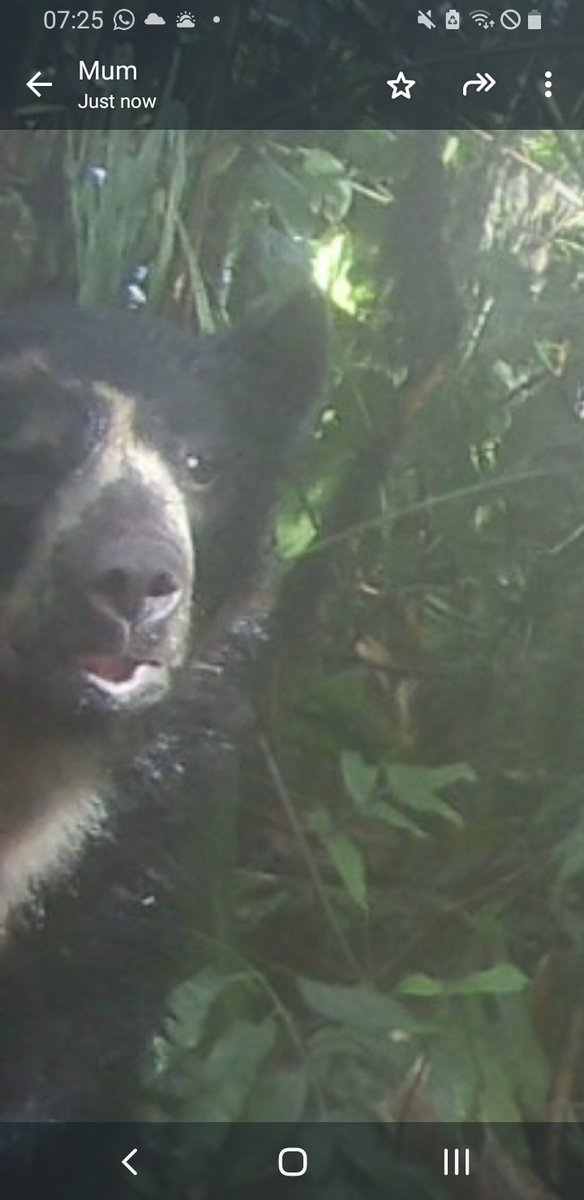 Fiona Mathews (@mathewsfiona) on Twitter photo Andean bear! Checked the camera traps we left in Ecuadorbin December, and this was the 3rd image 😃. We can identify individuals by their facial markings. See next tweet for more bears! @SSRP_UoS #bears <a href="/SussexLifeSci/">Sussex Life Sciences</a> <a href="/BiodiversityJo/">Joanna Smallwood</a> Andean bear! Checked the camera traps we left in Ecuadorbin December, and this was the 3rd image 😃. We can identify individuals by their facial markings. See next tweet for more bears! @SSRP_UoS #bears <a href="/SussexLifeSci/">Sussex Life Sciences</a> <a href="/BiodiversityJo/">Joanna Smallwood</a>