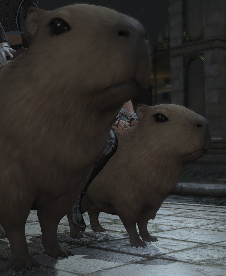 Niamocha🐻✨ tweet media