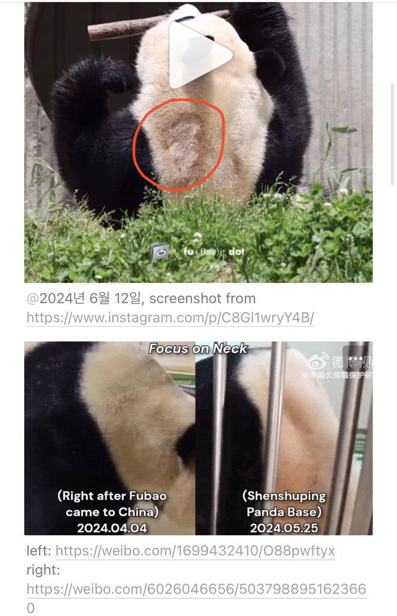 ilovefubao0720's tweet photo. Please read this notion. Fubao needs a safe &amp; humane living condition in Shenshuping Panda Base.
https://t.co/N3dKVXHHMD
@ipandacom @hunantvchina @wsj @bbcworld @cnni @AP @AJENews @ABC @arirangworld @france24 @ChannelNewsAsia #CCRCGP #福宝想爬树 #SAVEFUBAO https://t.co/IBRGlnAsSa