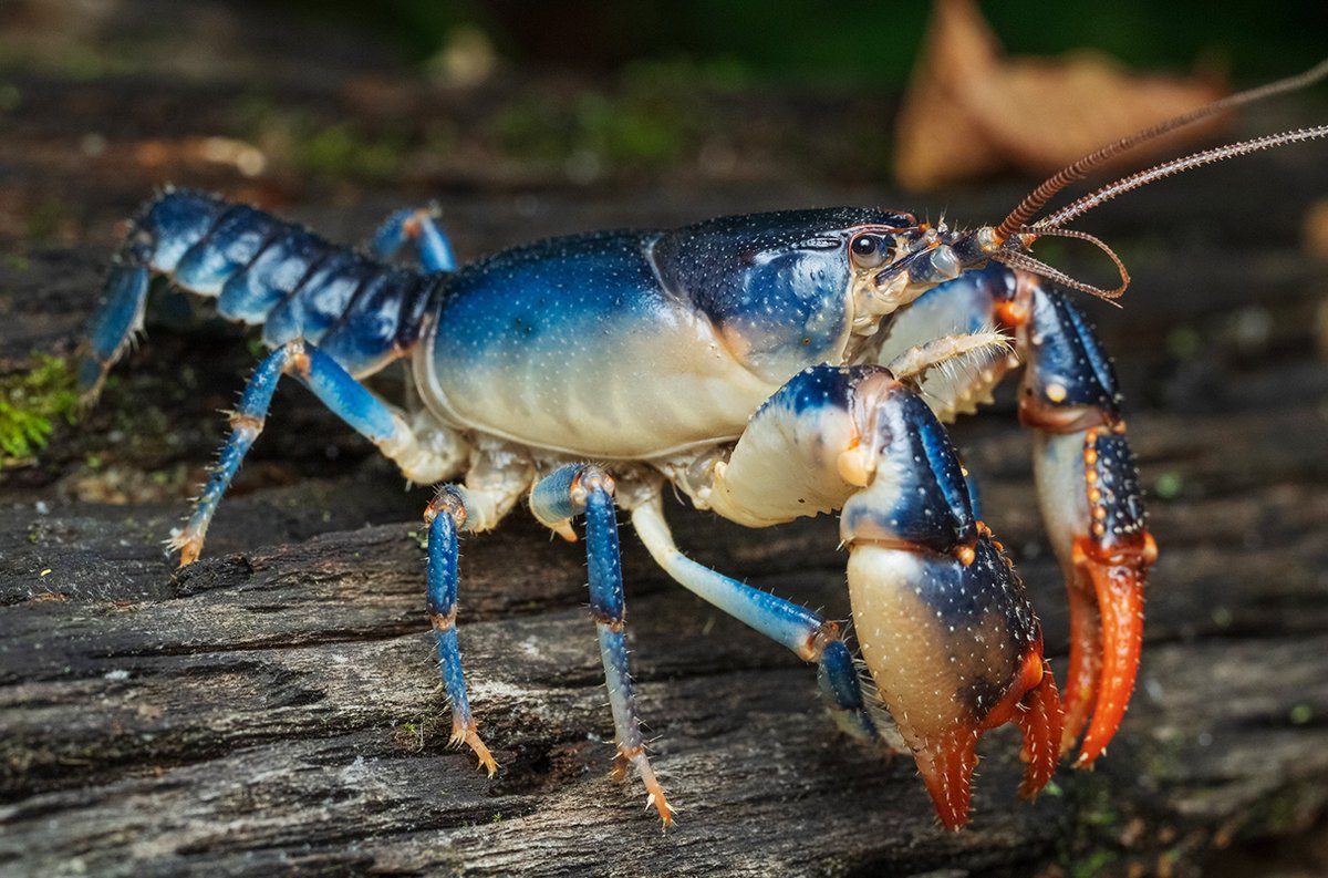 manuelacasasoli's tweet photo. Blue crustaceans by chance...
Sometimes, the color is not a perfectly adapted phenotype.

A new study shows that "the colorful hues of crayfish evolved not for a specific purpose—such as to attract mates or warn predators—but instead purely by chance".
#Science #Evolution #Biology 
⏯️Correlated evolution of conspicuous colouration and burrowing in crayfish
1-https://t.co/fPEp9ENkb1
2-https://t.co/0WivImn519