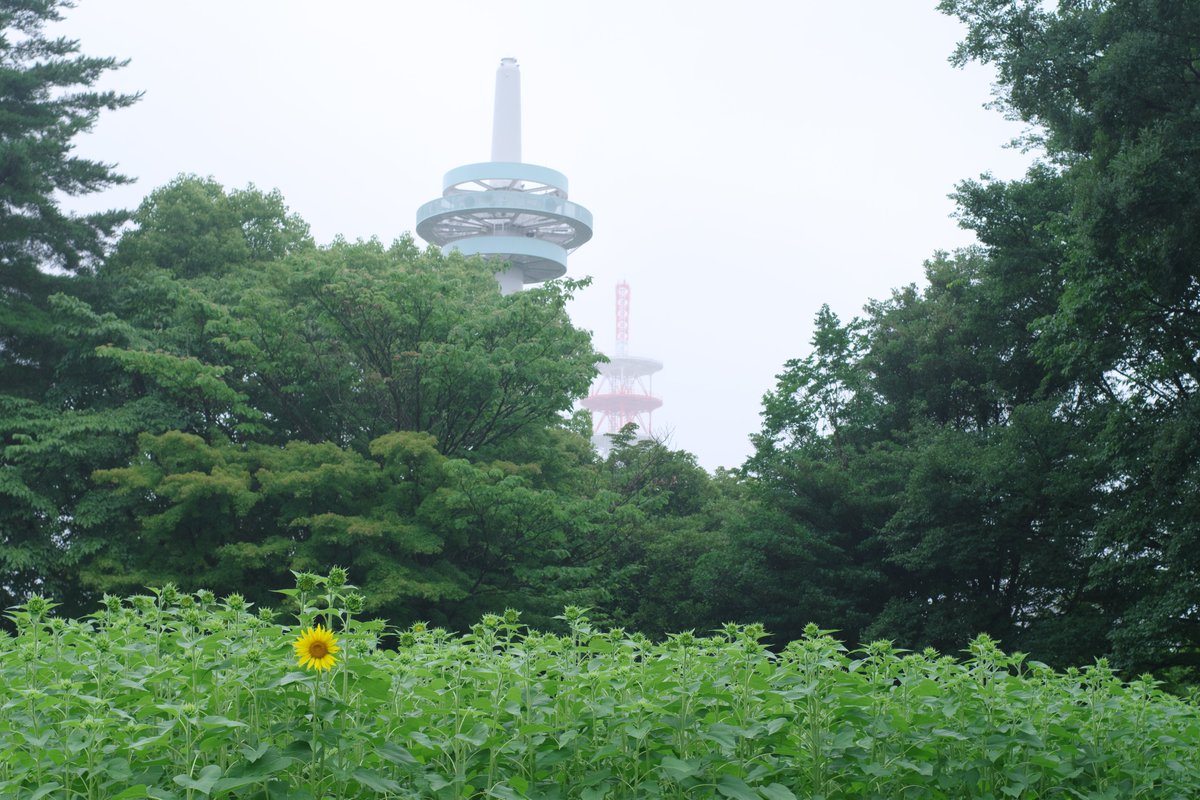 breaktop2's tweet photo. 今年のひまわり畑は花数多そうです
#所沢航空記念公園
#PENTAX #pentaxk3mkiii #fa43 https://t.co/w3HbmwRbHC