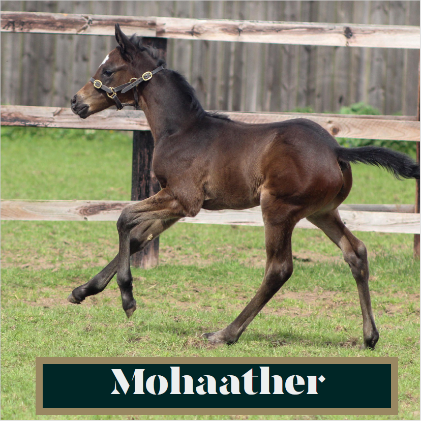 NatStudStallion's tweet photo. Just a few of the foals born here by multiple sires this season 👇😍

#Sires #thoroughbredbreeding #foalingseason24 #foalsofinstagram #NSservices https://t.co/rrBS8Cnjgv