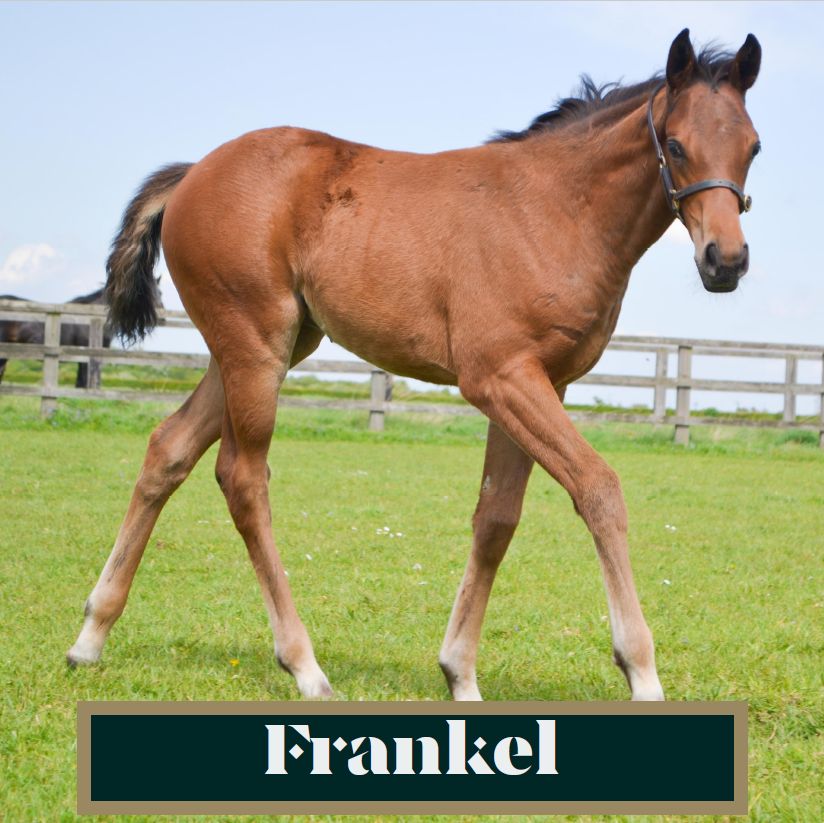 NatStudStallion's tweet photo. Just a few of the foals born here by multiple sires this season 👇😍

#Sires #thoroughbredbreeding #foalingseason24 #foalsofinstagram #NSservices https://t.co/rrBS8Cnjgv
