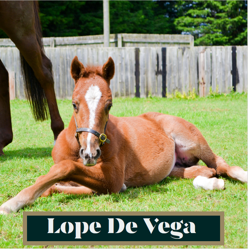 NatStudStallion's tweet photo. Just a few of the foals born here by multiple sires this season 👇😍

#Sires #thoroughbredbreeding #foalingseason24 #foalsofinstagram #NSservices https://t.co/rrBS8Cnjgv