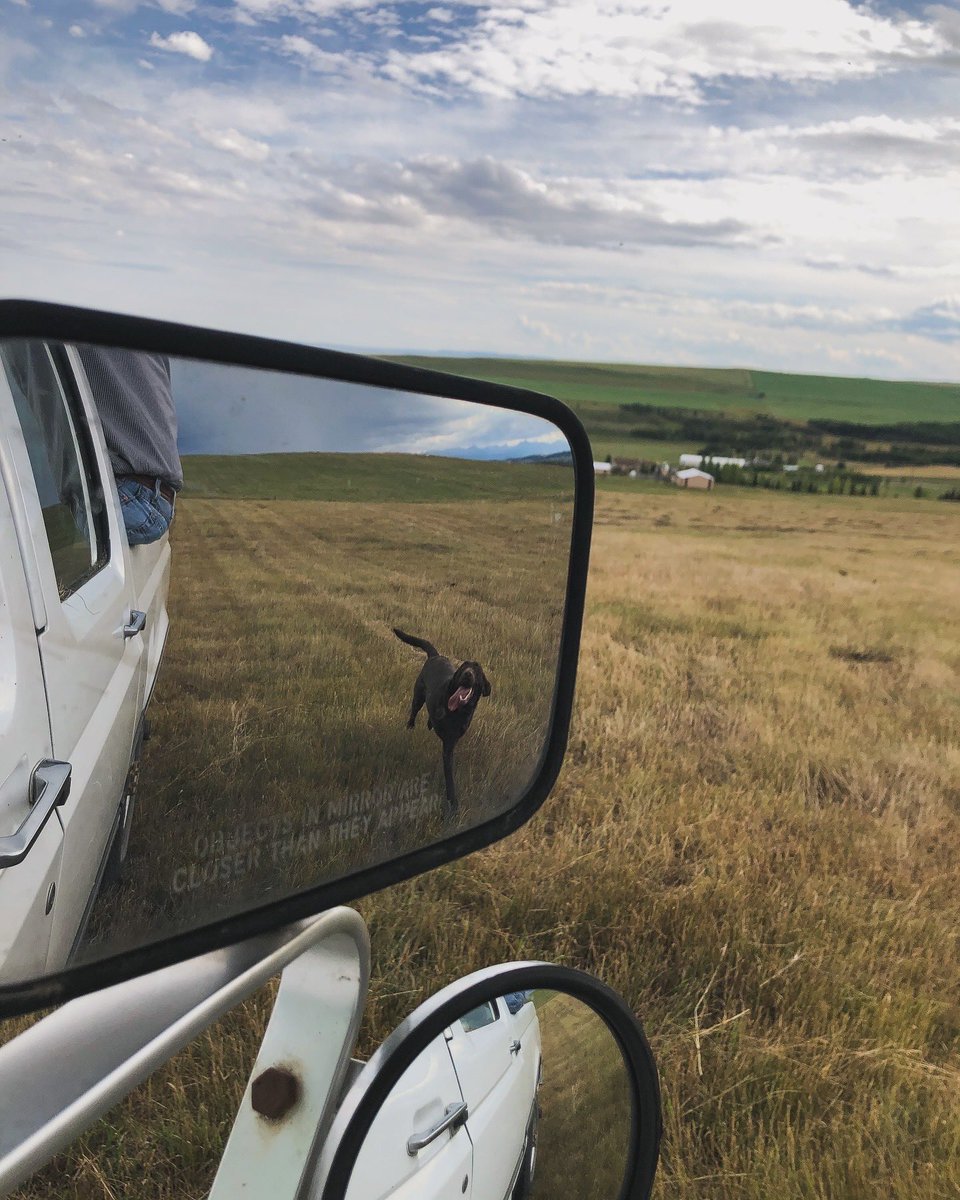 thiscattlevet's tweet photo. Hay-hauling season! Making memories (and mountains of hay) with the best crew. Friendly competition keeps things fun - who stacks the most? Unloads the fastest? Everyone gets involved! And it all ends with a well-deserved steak dinner! #farmlife #hayseason #teamwork https://t.co/9dUTyjRmaX