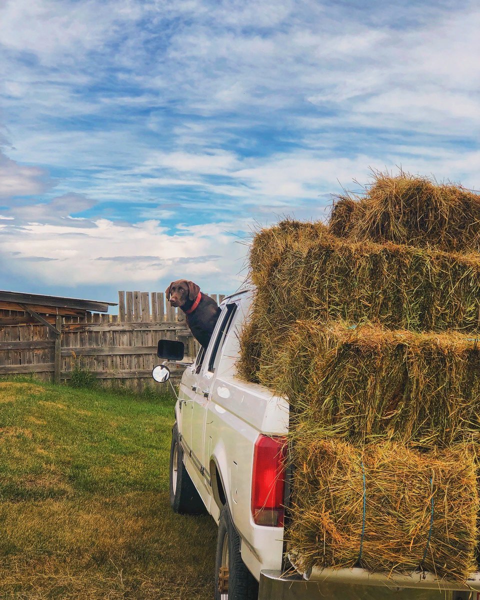thiscattlevet's tweet photo. Hay-hauling season! Making memories (and mountains of hay) with the best crew. Friendly competition keeps things fun - who stacks the most? Unloads the fastest? Everyone gets involved! And it all ends with a well-deserved steak dinner! #farmlife #hayseason #teamwork https://t.co/9dUTyjRmaX