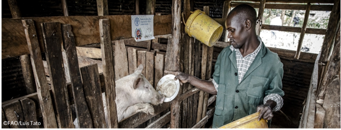 FAOWestAfrica's tweet photo. 1⃣3⃣1⃣ professionnels et acteurs de la chaine de valeur porcine d’#AfriqueDeLOuest suivent le cours en ligne du Centre de formation virtuelle de la @FAO pour #AfriqueDeLOuest sur la prévention et le contrôle de la #PestePorcineAfricaine, adaptée aux milieux à ressources limitées. https://t.co/8UqpSsyph3