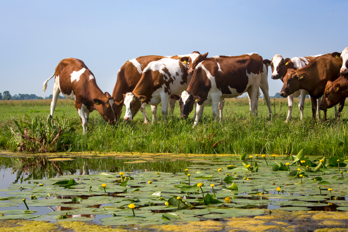💧🌍 HDSR gaat de subsidieregeling Regionaal Partnerschap voor Water en Bodem uitbreiden! Agrariërs kunnen vanaf 2 september naast subsidie voor waterkwaliteitsmaatregelen, ook subsidie voor klimaatadaptatie aanvragen. 

Meer info: hdsr.nl/agrariers 

Foto: Chantal Bekker