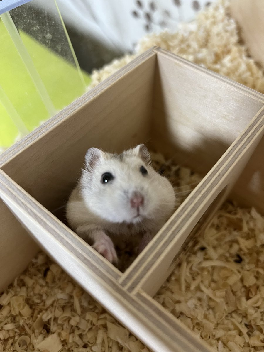 보고싶다 햄돌아
널 데려왔을 때가 이맘때였는데
비가 많이 온다
조심해