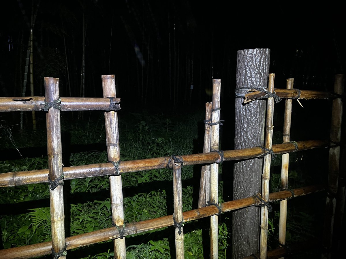 bosukechannel's tweet photo. タケオオツクツクの生息地ですが三連休中かなりの数の採集者が来ていたようで金曜日には壊れていなかったフェンスが壊れていたり勝手に竹が伐採されていたりかなりヤバイ事になってました。
勝手にフェンス内に侵入している人も居たとかで採集禁止になる日も近いかもしれません。＃タケオオツクツク https://t.co/PLimvvWjHH