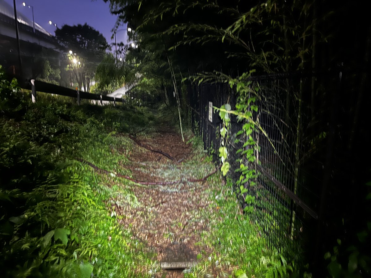 bosukechannel's tweet photo. タケオオツクツクの生息地ですが三連休中かなりの数の採集者が来ていたようで金曜日には壊れていなかったフェンスが壊れていたり勝手に竹が伐採されていたりかなりヤバイ事になってました。
勝手にフェンス内に侵入している人も居たとかで採集禁止になる日も近いかもしれません。＃タケオオツクツク https://t.co/PLimvvWjHH