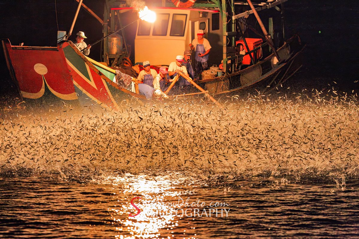 Swallow_Photo's tweet photo. #Taiwan
#新北
#金山
#金山磺港
#青鱗魚
#磺火捕魚
#蹦火仔
#風景
#風景写真
#SwallowPhoto https://t.co/1JmoZorDW3