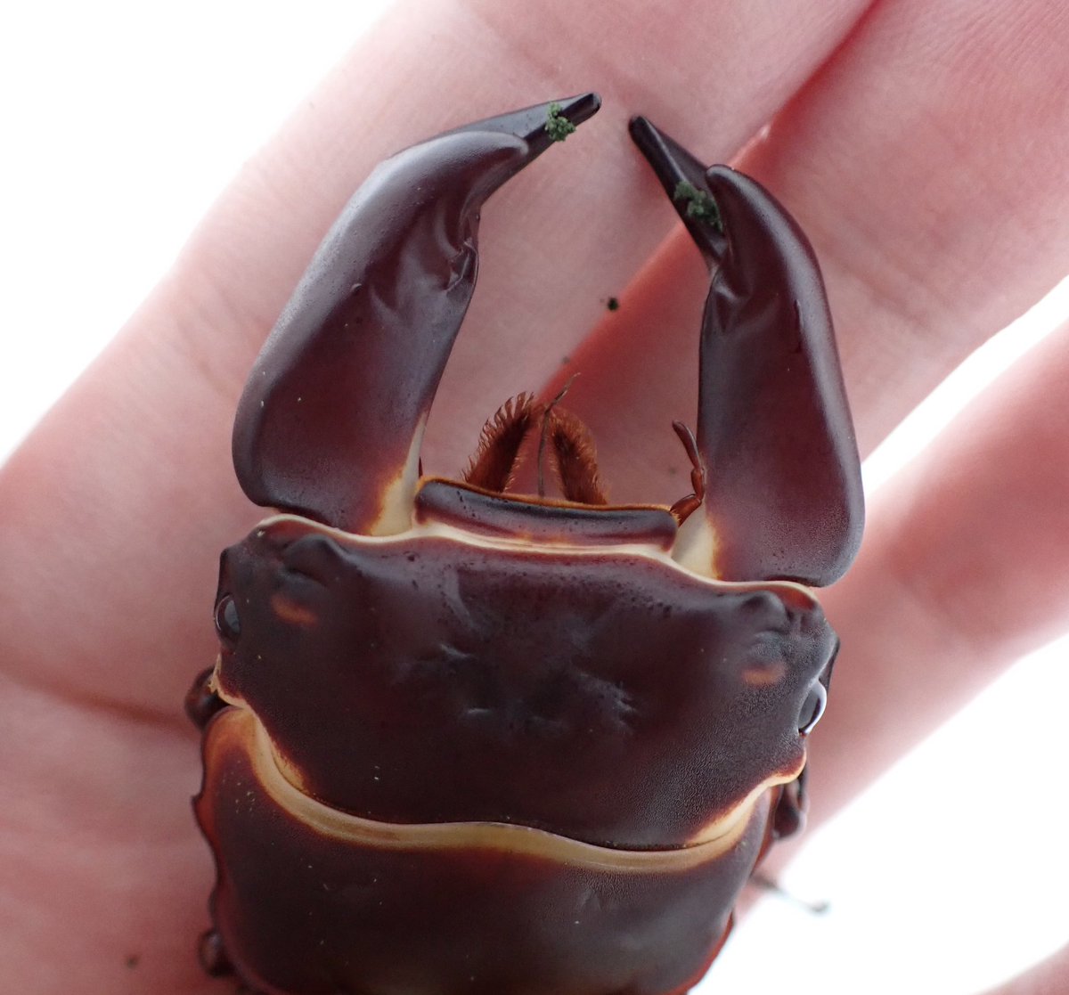 過去最高クラスの顎幅でした😰