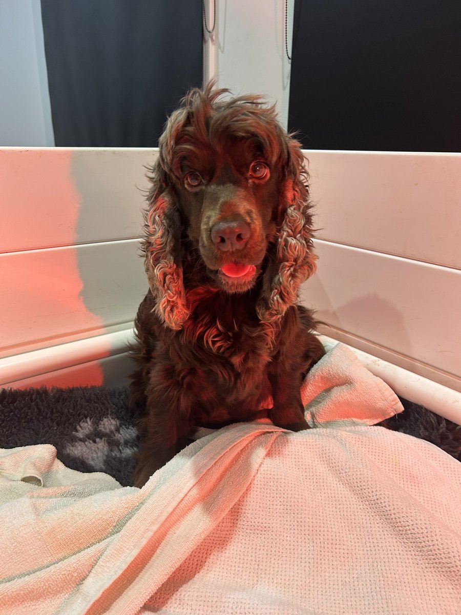 LisonTracy's tweet photo. @GillianA @netflix @NetflixUK Fabulous movie, well done to all. Now onto me and my X-Files binge whilst waiting for my English Cocker Spaniel to pop out her first pup, it’s the middle of the night and still going through motions of labour. Thank god for X-Files! https://t.co/y9rkdNqMBn