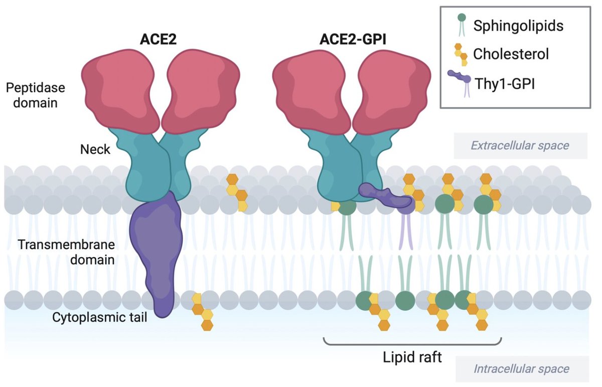 Olivier Schwartz Lab (@virus_immunity) on Twitter photo Check our work on SARS-CoV-2 entry and fusion and the role of ACE2 localization to lipid rafts.
Congrats to <a href="/will_bolland2/">Will Bolland</a> <a href="/JBuchrieser/">Julian Buchrieser</a> and all collaborators
biorxiv.org/content/10.110… Check our work on SARS-CoV-2 entry and fusion and the role of ACE2 localization to lipid rafts.
Congrats to <a href="/will_bolland2/">Will Bolland</a> <a href="/JBuchrieser/">Julian Buchrieser</a> and all collaborators
biorxiv.org/content/10.110…
