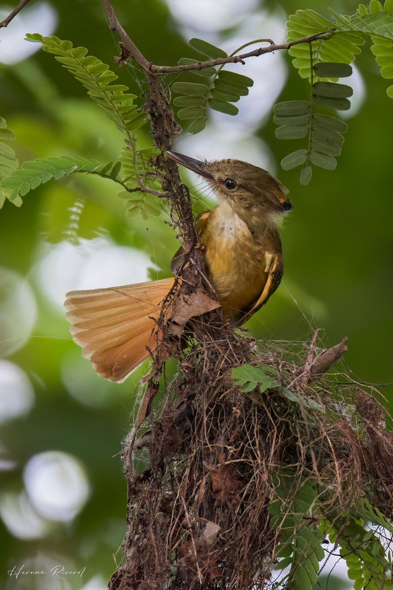 hernanriverol's tweet photo. Another look at the Tropical Royal Flycatcher building its nest as seen from the deck at Upe Nai, Cayo, Belize.
July 9, 2024
#BirdsOfBelize #BirdsSeenIn2024 #birds #birding #BirdPhotography #BirdsOfX #BirdTwitter #NaturePhotography #BBCWildlifePOTD https://t.co/tD8hSyUSnM