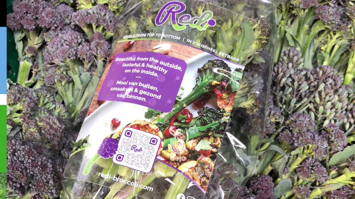 BejoWorld's tweet photo. 🟣🥦Beautiful on the outside, healthy and flavourful on the inside. Redi, the purple sprouting broccoli, is widely available from Dutch Valley Vegetables and AGF-Direct!  🙌🏼

#Bejo #Redi #sproutingbroccoli @Redi_Benelux https://t.co/m3wE7AeDHh