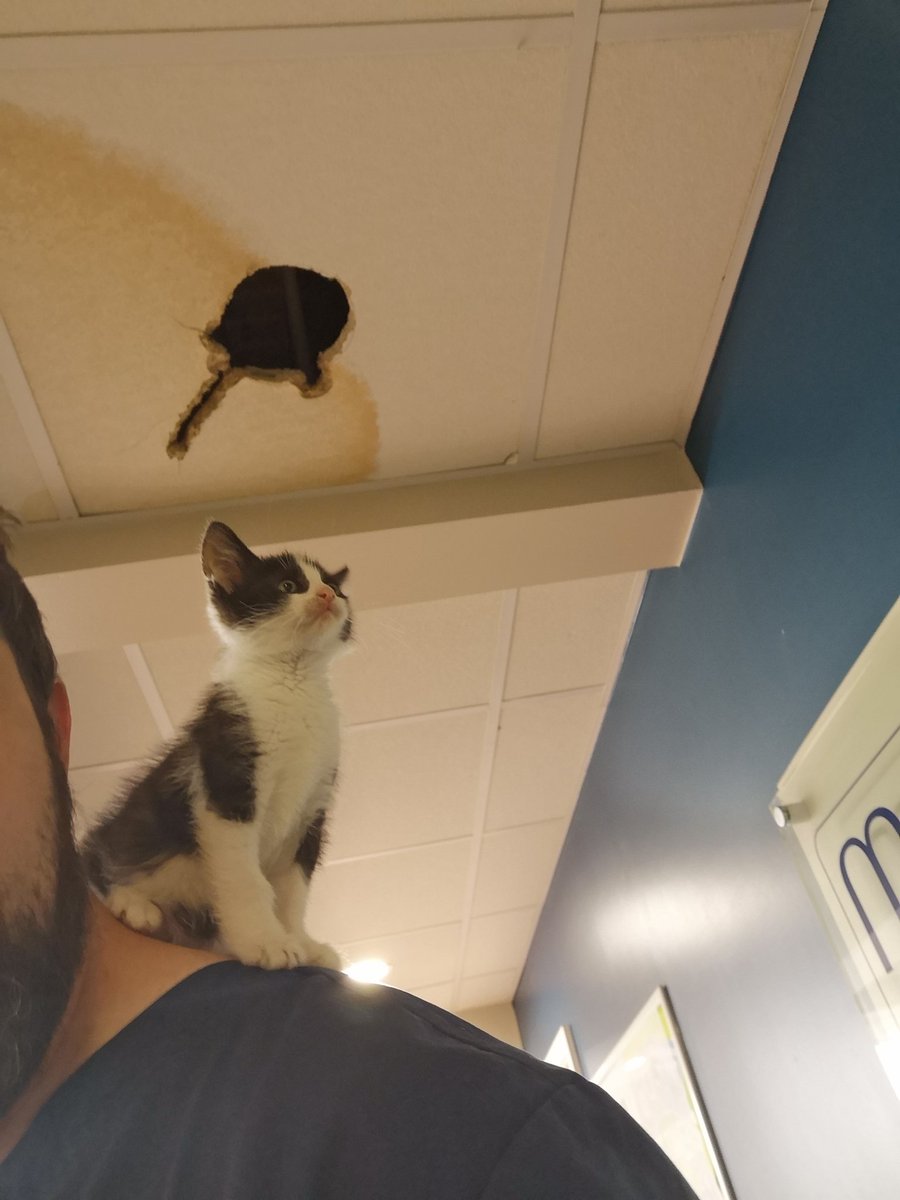 loftytom's tweet photo. Trying to work out how to improve my engagement on #vettwitter, maybe our own #ceilingcat is the answer @Anonyvet https://t.co/oAbUbsnShC