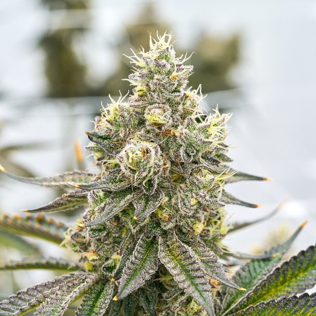 Surterra tweet media