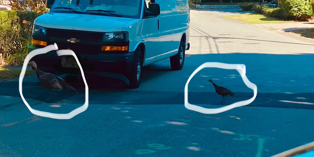 HelloMissMia's tweet photo. @OnlyInBOS I’ll see your traffic fowl and raise you a mama turkey and chics, also in Waltham https://t.co/EZXTbt5LIP