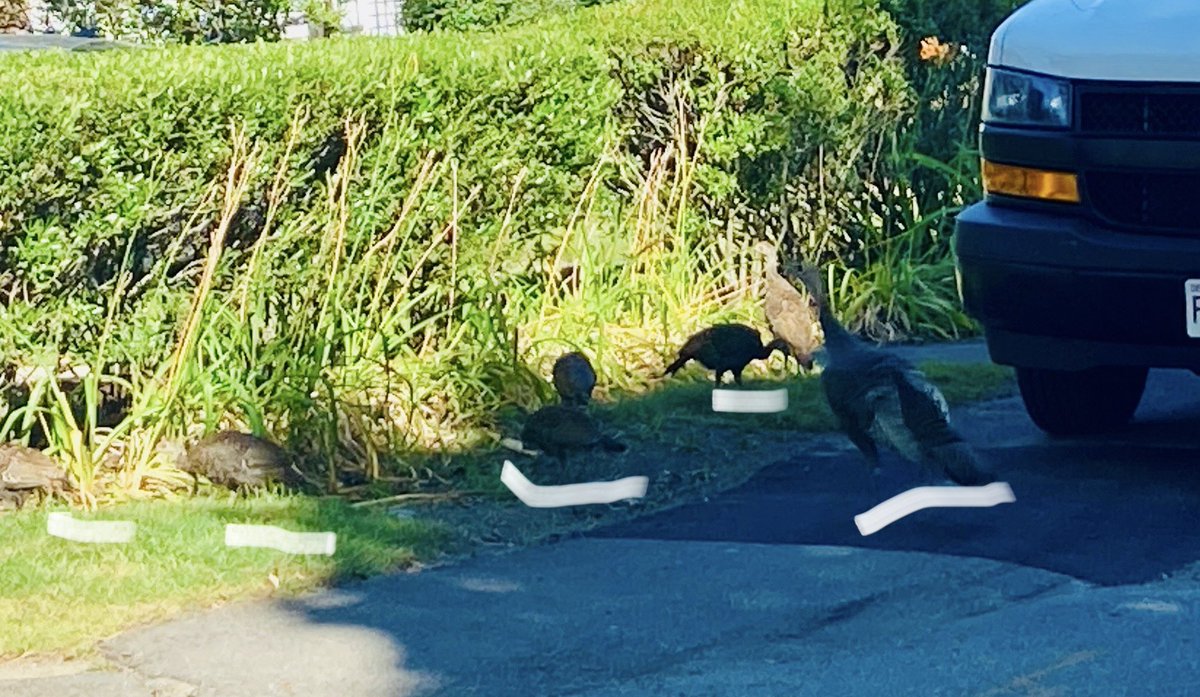 HelloMissMia's tweet photo. @OnlyInBOS I’ll see your traffic fowl and raise you a mama turkey and chics, also in Waltham https://t.co/EZXTbt5LIP