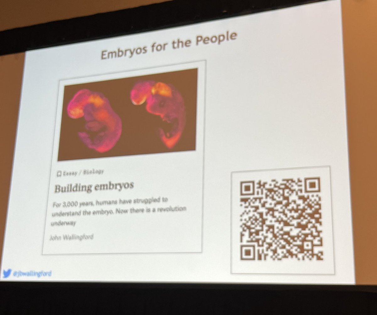 cleaverlab's tweet image. John Wallingford @jbwallingford wows as he tackles &quot;the central conundrum&quot; of convergent extension: morphological versus molecular polarization in cells during PCP.  Actin fiber polarization, tension, cytoplasmic viscosity, and more! &quot;Everything is exciting!&quot; #2024SDB