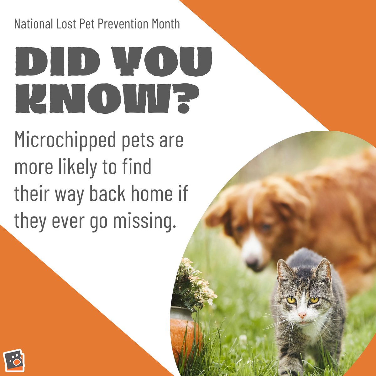 Did you know that 1 in 3 pets will go missing in their lifetime? This July, join us in spreading awareness for National Lost Pet Prevention Month. Ensure your pet's ID tags and microchip info are current. #PetAwareness #LostPetPrevention